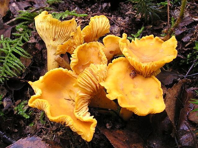 The first Mushrooms of the Forest – Vegan Chanterelle Stew!